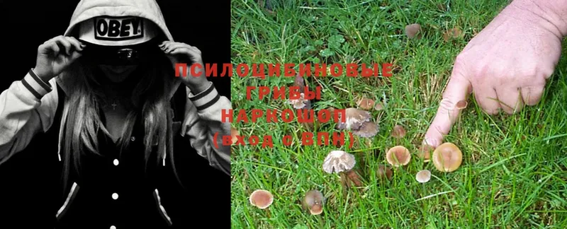 Галлюциногенные грибы MAGIC MUSHROOMS  MEGA как войти  Дубна 